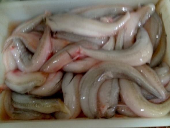 豆腐鱼