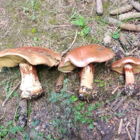 野蘑菇