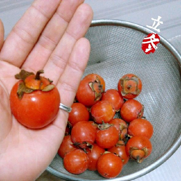 小柿子