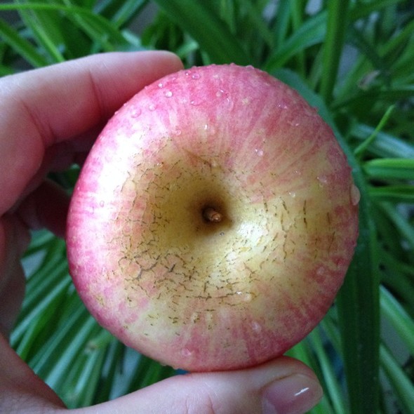 世界上最小的苹果图片